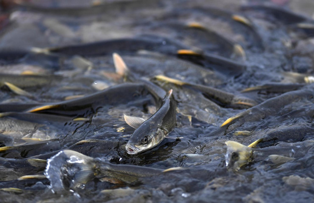 湟魚(yú)洄游景象。剛察縣委宣傳部供圖