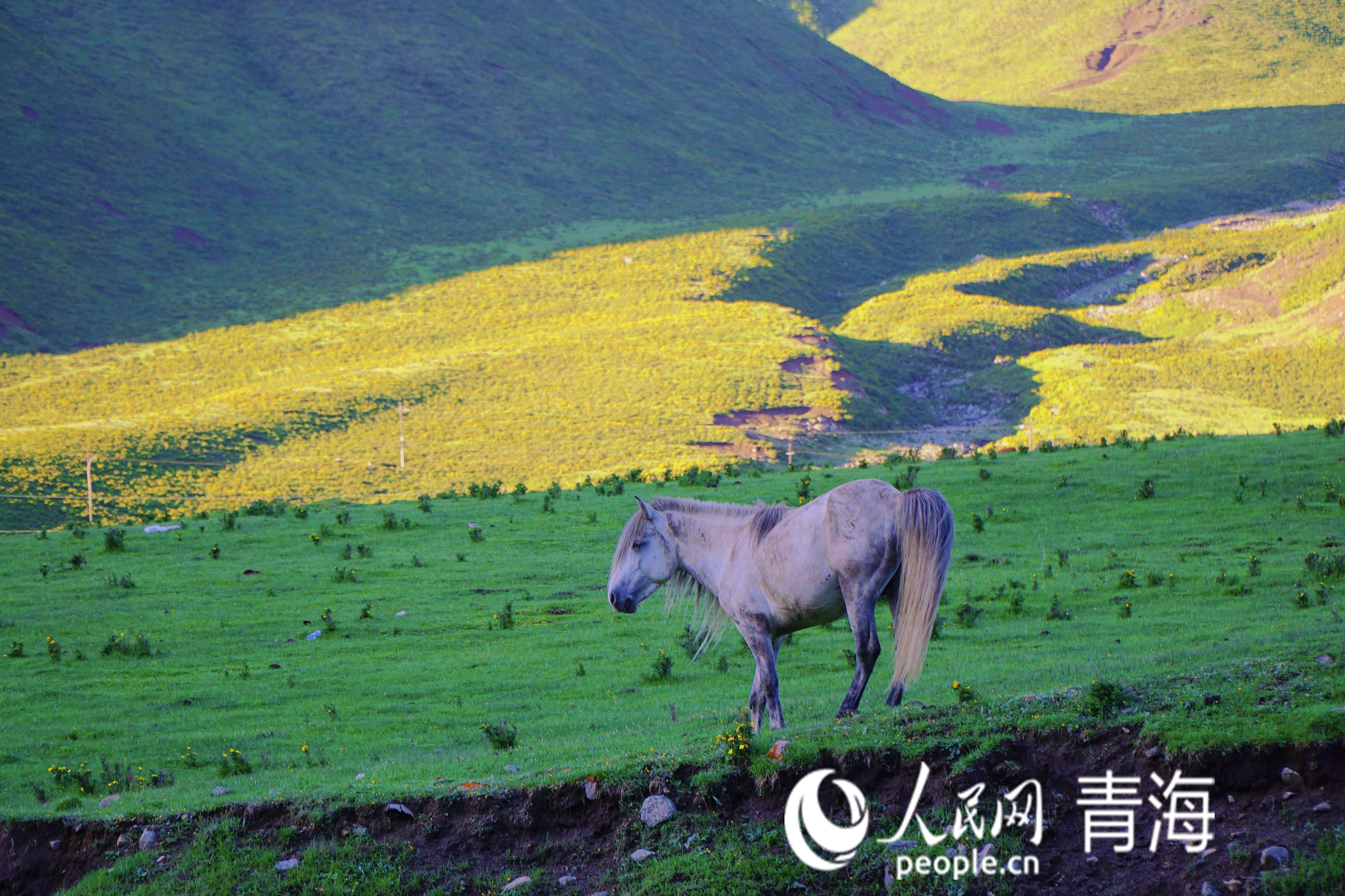 清晨吃草的馬兒。人民網(wǎng) 況玉攝