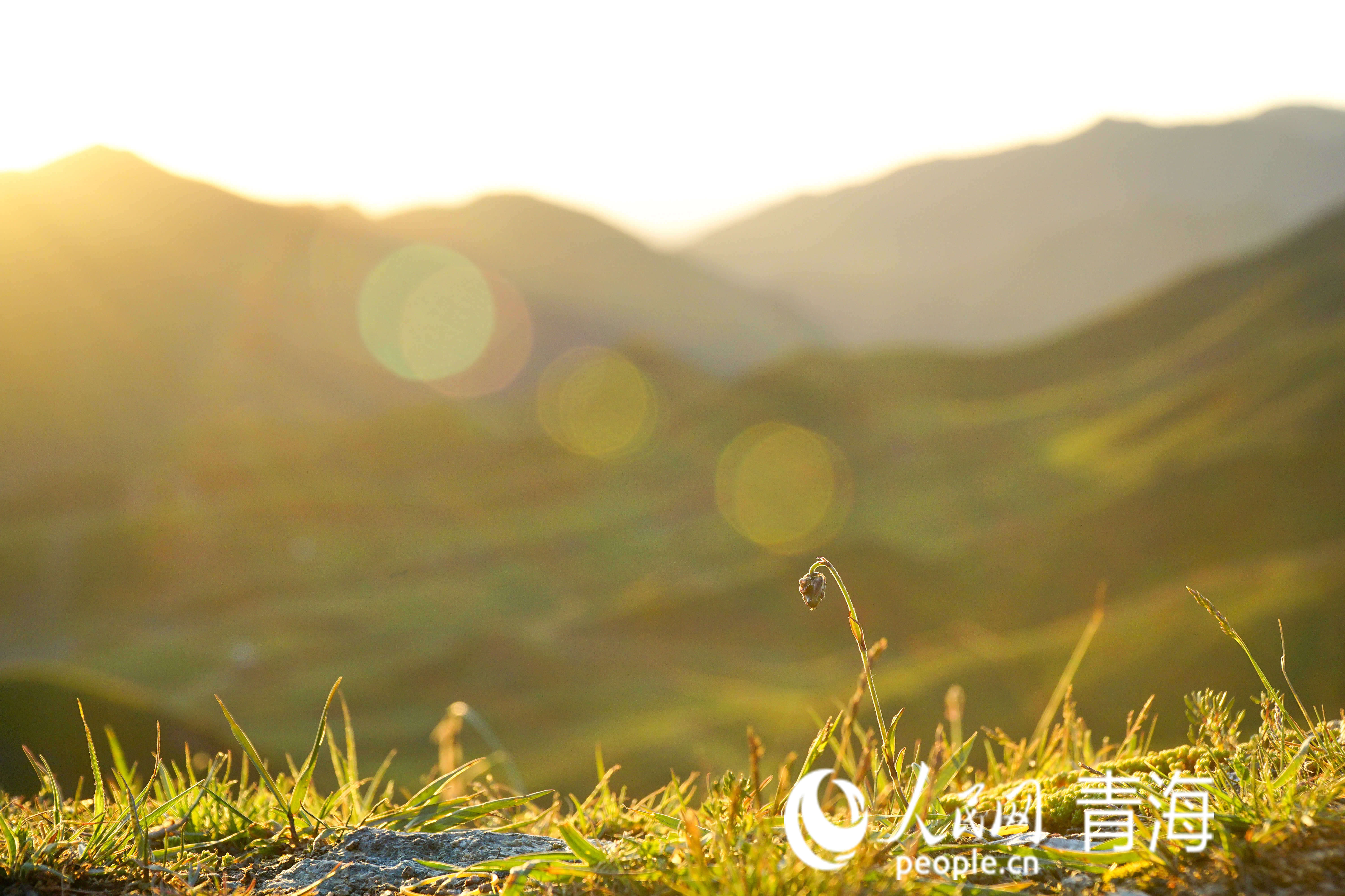 陽光滋養(yǎng)著大地。人民網(wǎng) 況玉攝