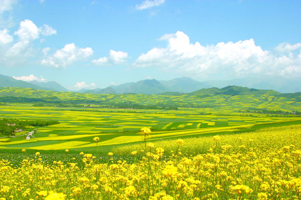 青海綠色有機(jī)農(nóng)畜產(chǎn)品輸出地建設(shè)加速“奔跑”2021年，累計(jì)向省外輸出牛羊肉、油料、青稞、露地蔬菜等農(nóng)畜產(chǎn)品價(jià)值達(dá)133億元……這張成績(jī)單上，每一個(gè)數(shù)字的攀升，都是青海打造綠色有機(jī)農(nóng)畜產(chǎn)品輸出地踏實(shí)前行的腳印。