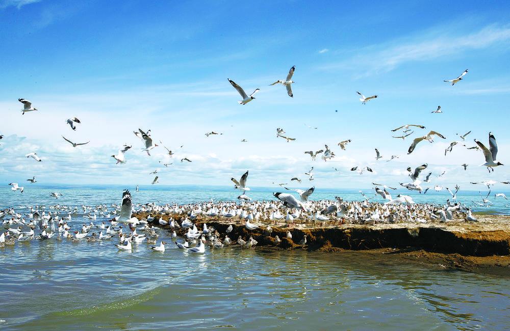 一群水鳥在青海湖鳥島濕地活動（2021年7月1日攝）。新華社 星智攝
