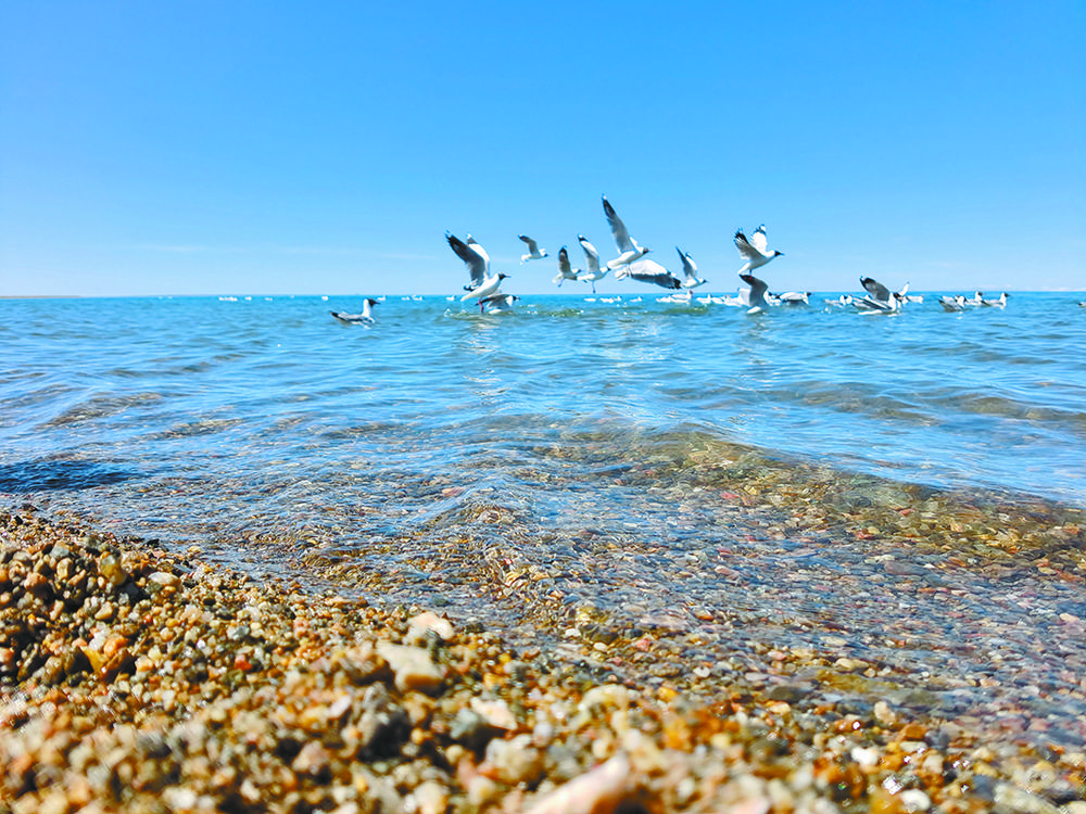 青海湖景觀。青海日?qǐng)?bào)記者 魏雅琪 攝