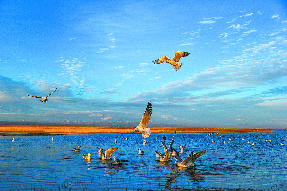 碧波蕩漾青海湖。青海湖景區(qū)保護(hù)利用管理局供圖