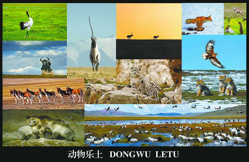 動物樂土。記者 程宦寧 通訊員 玉樹州生態(tài)環(huán)境局 攝