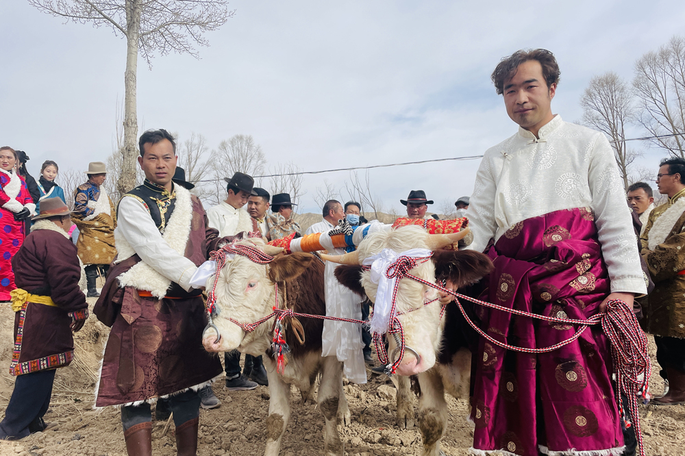 “二牛抬杠”開啟新春第一犁。海南州委宣傳部供圖
