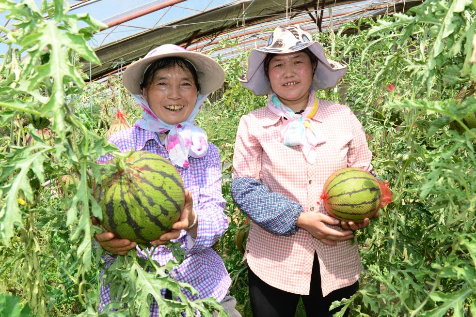 果蔬大棚豐富百姓菜籃子。德令哈融媒體中心供圖