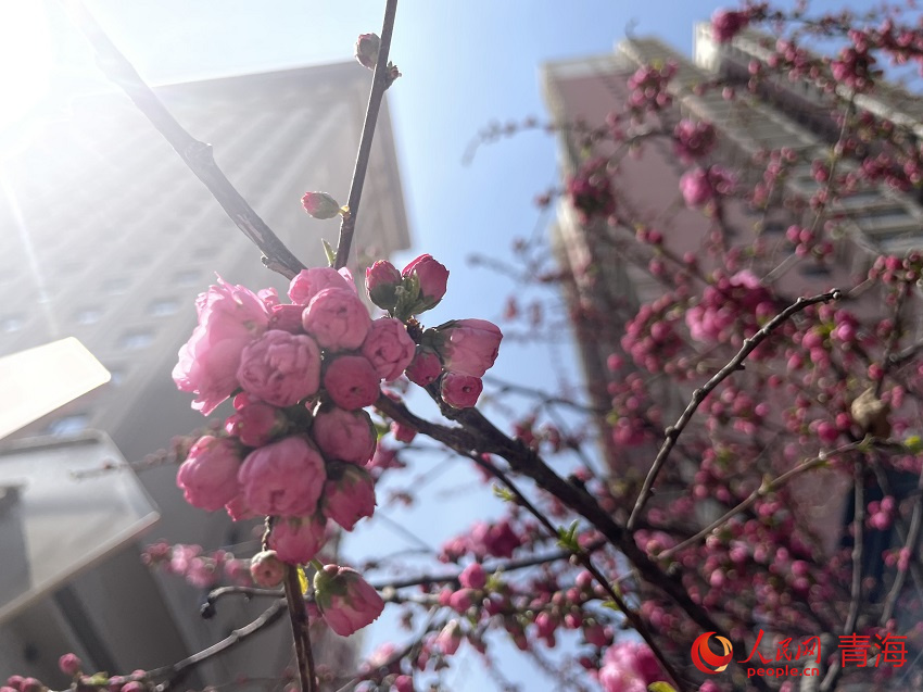 蘭州街頭花漸開。人民網(wǎng)?陳明菊攝