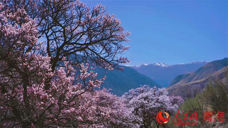 野杏花漫山遍野。人民網(wǎng) 況玉攝