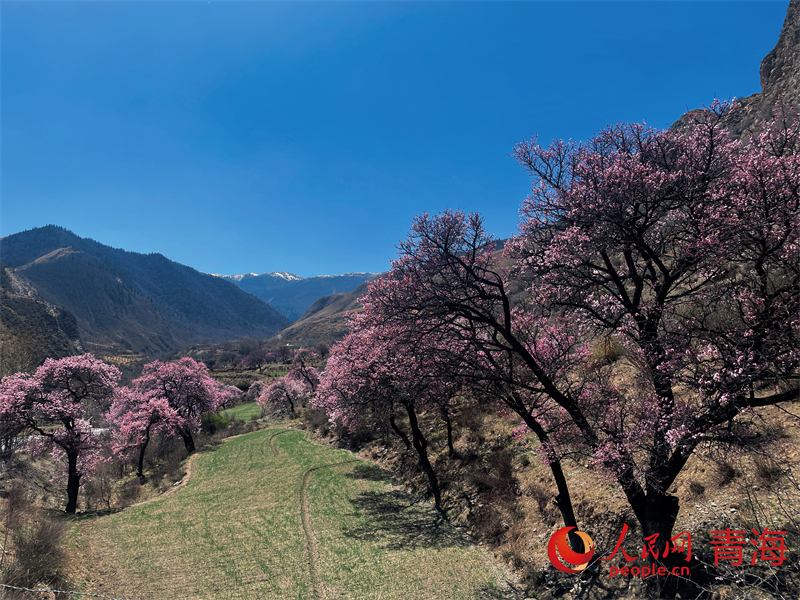  野杏花漫山遍野。人民網(wǎng) 況玉攝