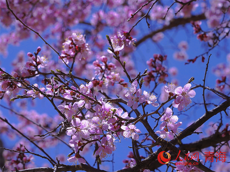 野杏花開(kāi)滿(mǎn)枝頭。人民網(wǎng) 況玉攝