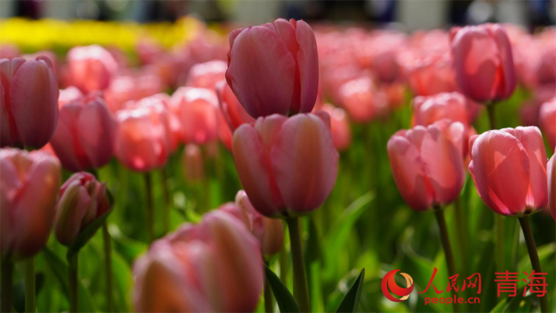 郁金香花開正盛。人民網(wǎng) 況玉攝