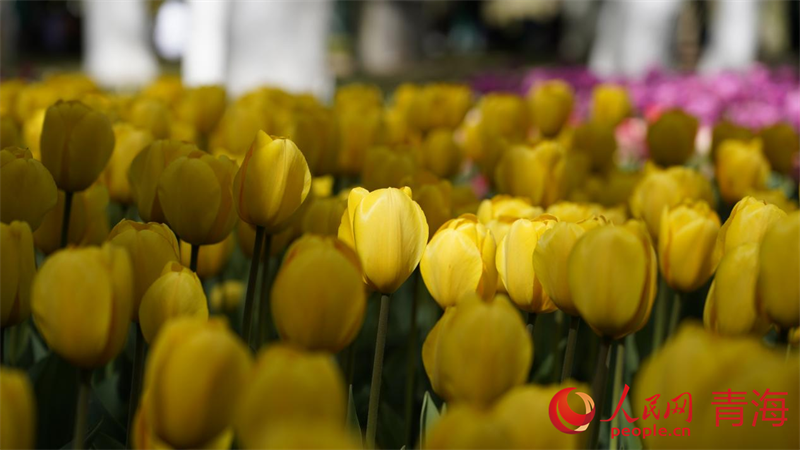 郁金香花開正盛。人民網(wǎng) 況玉攝