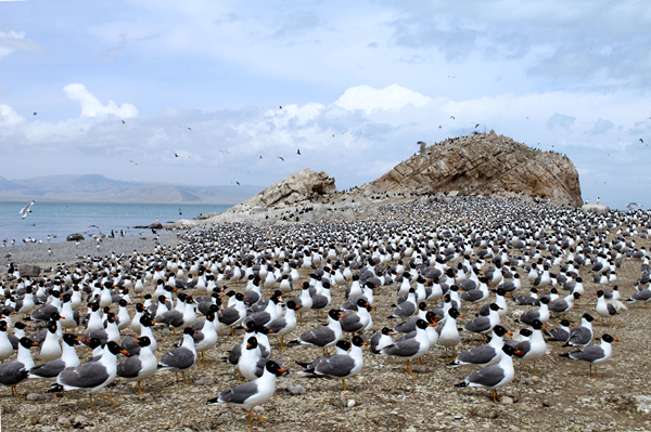 青海湖鳥類。青海湖國家級自然保護區(qū)管理局供圖