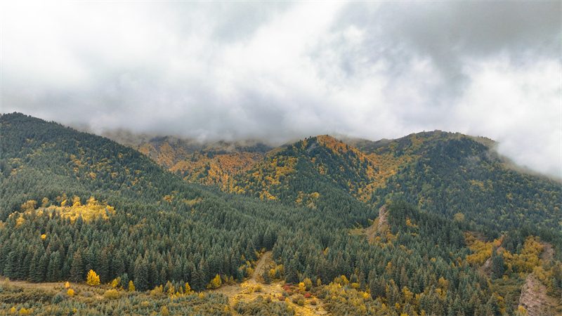 秋韻坎布拉。羊格東智攝