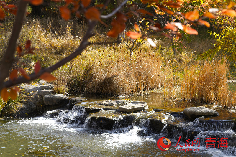 湟水濕地公園秋色。 人民網(wǎng)記者 甘海瓊攝