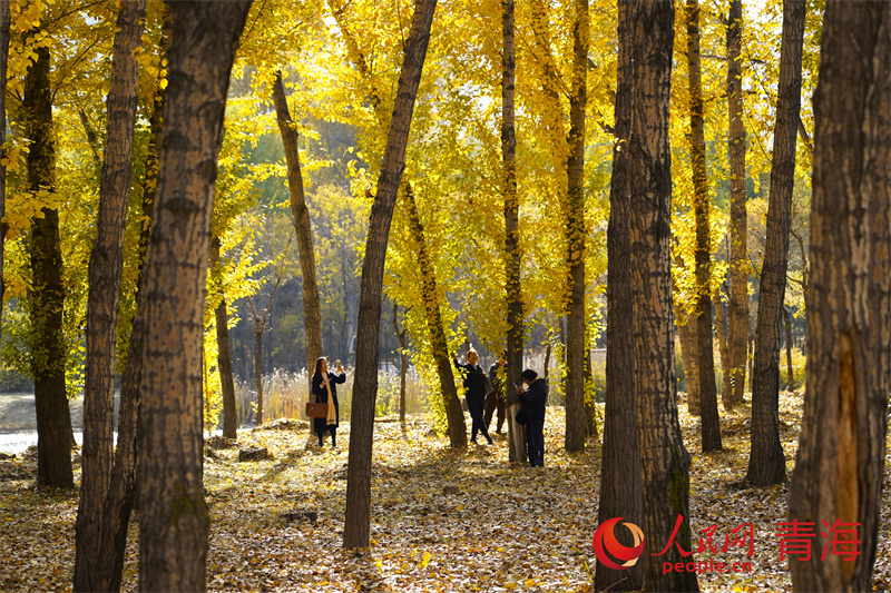 西寧市民在湟水濕地公園。人民網(wǎng)記者 甘海瓊攝