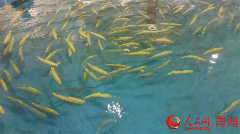 一尾尾小虹鱒魚苗歡快嬉戲。人民網(wǎng)記者 張莉萍攝