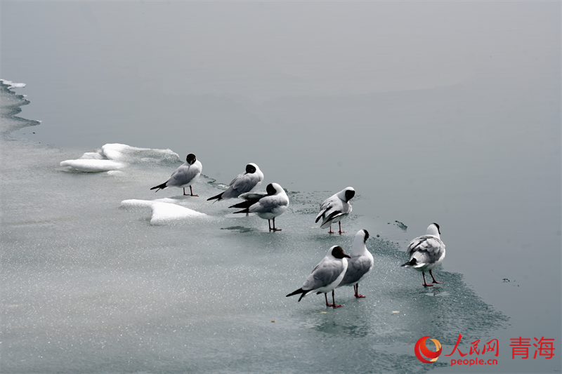 候鳥(niǎo)北歸。人民網(wǎng) 況玉攝