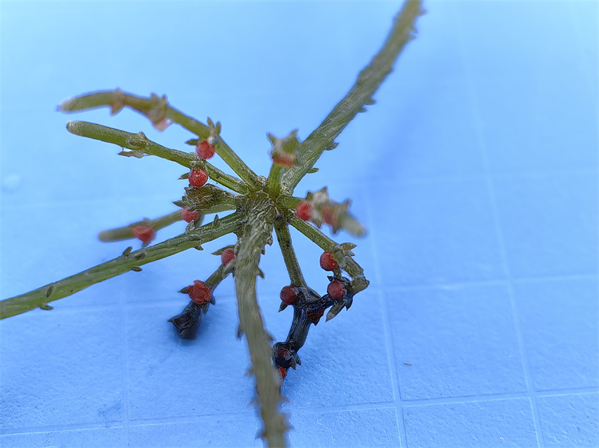 擬球狀輪藻植株。青海省林業(yè)和草原局供圖