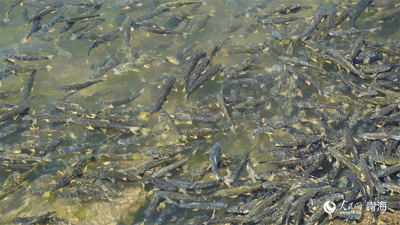 水清魚(yú)躍。人民網(wǎng)記者 楊啟紅攝