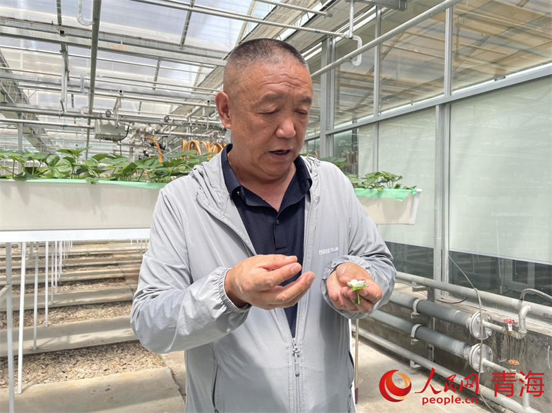 胡文海介紹草莓脫毒技術(shù)。人民網(wǎng) 況玉攝
