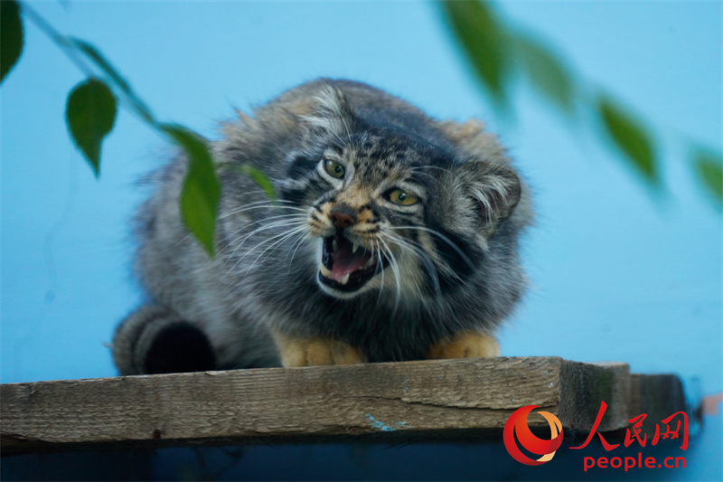 “網(wǎng)紅”兔猻。人民網(wǎng)記者 馬天翼攝
