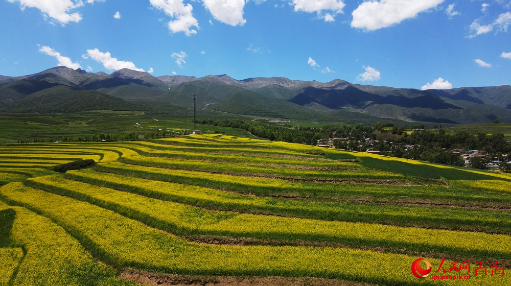 油菜花田。人民網(wǎng) 陳明菊攝