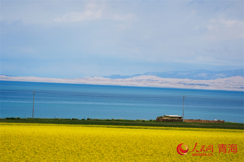青海湖畔油菜花盛開(kāi)。人民網(wǎng) 陳明菊攝