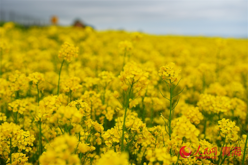 青海湖畔油菜花盛開(kāi)。人民網(wǎng) 陳明菊攝