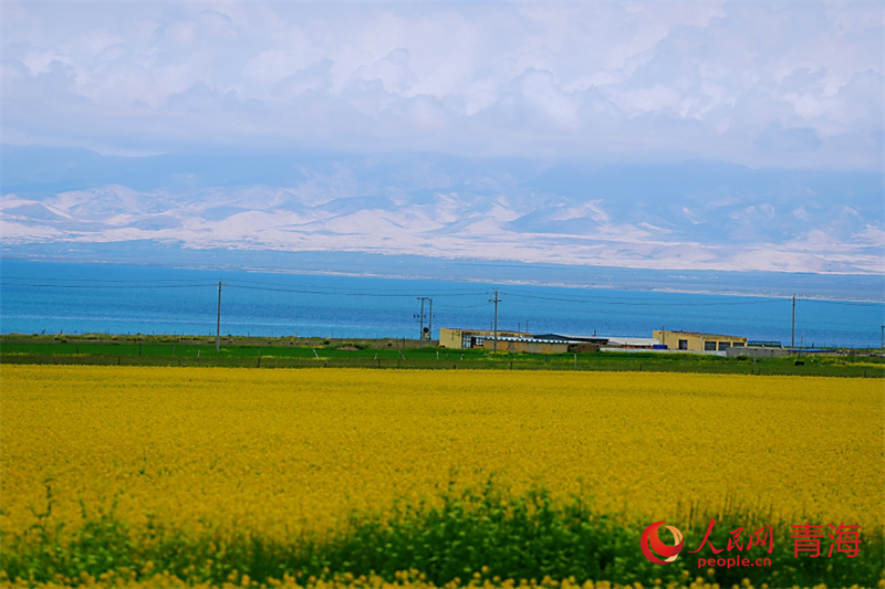 青海湖畔油菜花盛開(kāi)。人民網(wǎng) 陳明菊攝