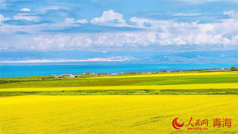 青海湖畔油菜花盛開(kāi)。人民網(wǎng) 陳明菊攝