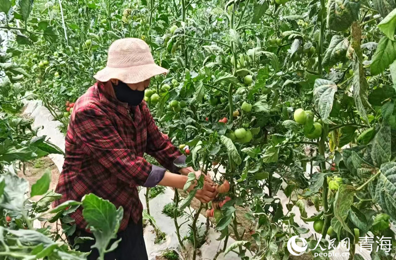 村民們正在采摘西紅柿。人民網(wǎng)記者 張莉萍攝 