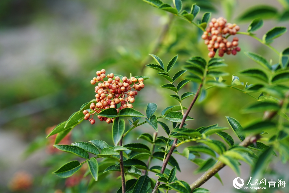 待采摘的花椒樹。人民網(wǎng) 陳明菊攝