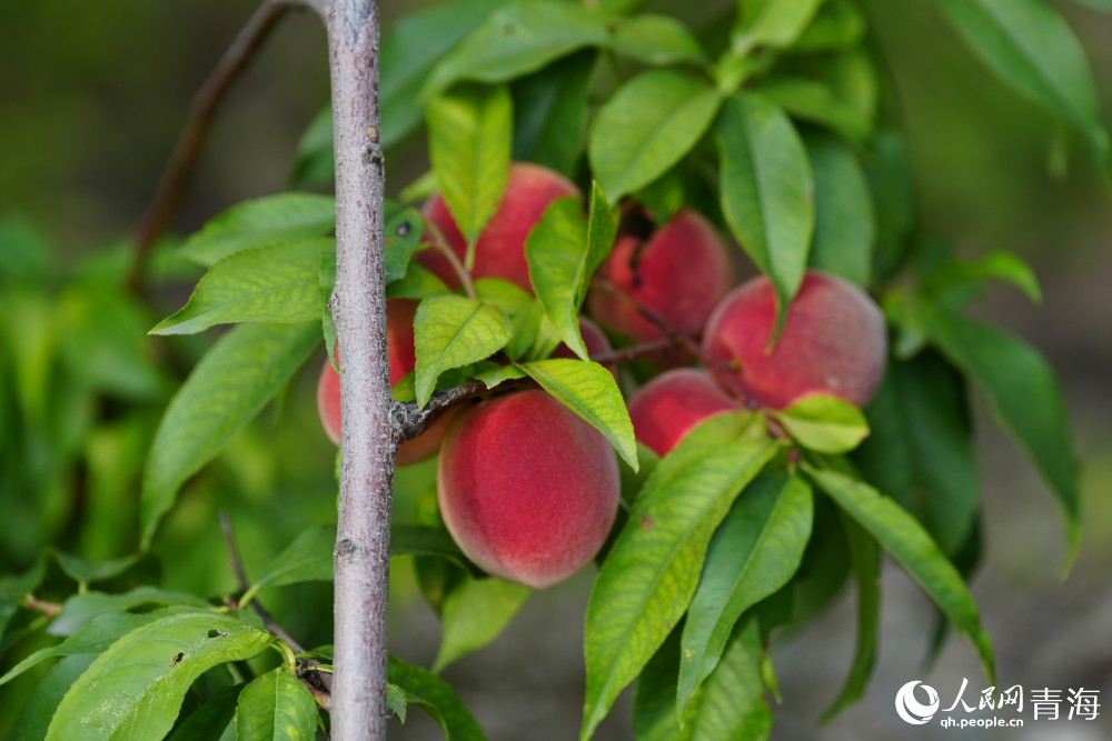 桃子紅了。人民網(wǎng) 陳明菊攝