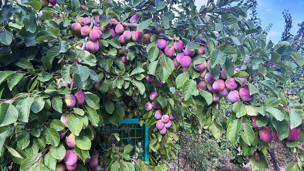 西梅果子掛滿枝頭。人民網(wǎng) 陳明菊攝