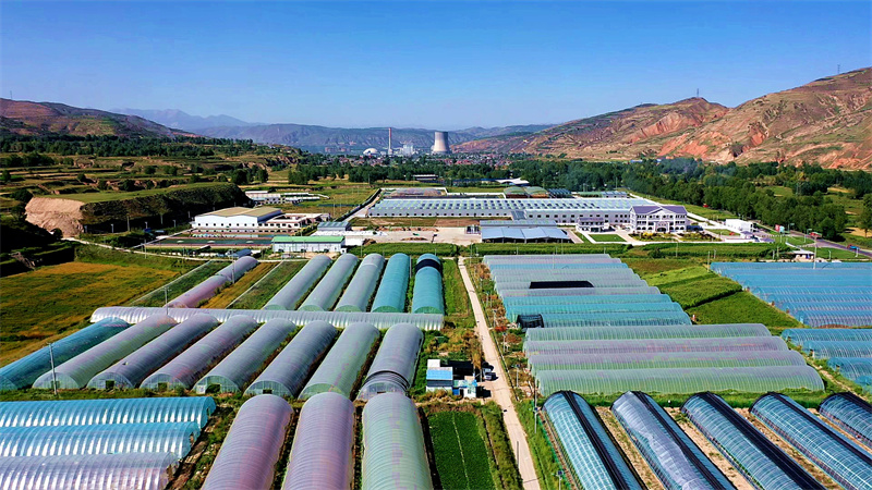 俯瞰西堡村的夏季草莓種植基地。俞惠珍攝
