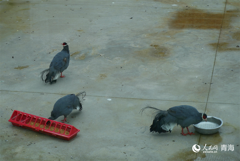 祁連山國家公園野生動物救護(hù)中心的。人民網(wǎng) 陳明菊攝