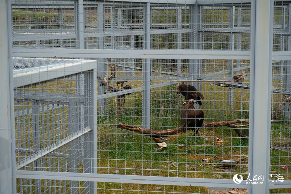 養(yǎng)護(hù)在祁連山國家公園野生動物救護(hù)中心的野生動物。人民網(wǎng) 陳明菊攝