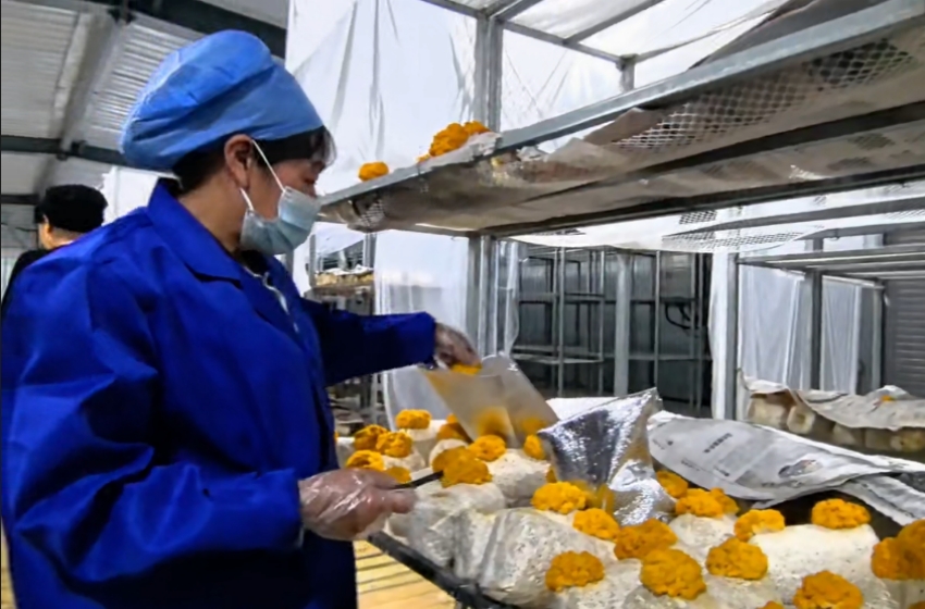 采摘金耳菌種。大通縣融媒體中心供圖