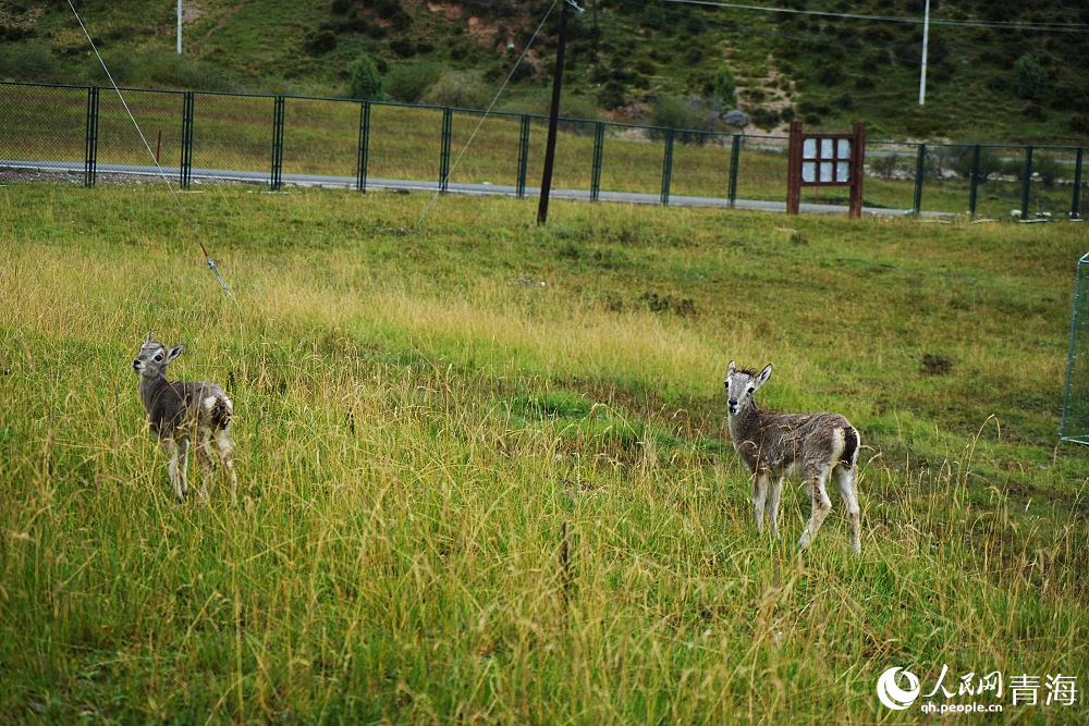 救助在祁連山國家公園野生動物救護中心的藏原羚。人民網(wǎng) 陳明菊攝
