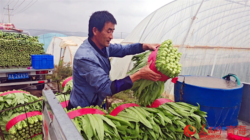 村民打包油麥菜。人民網(wǎng) 況玉攝
