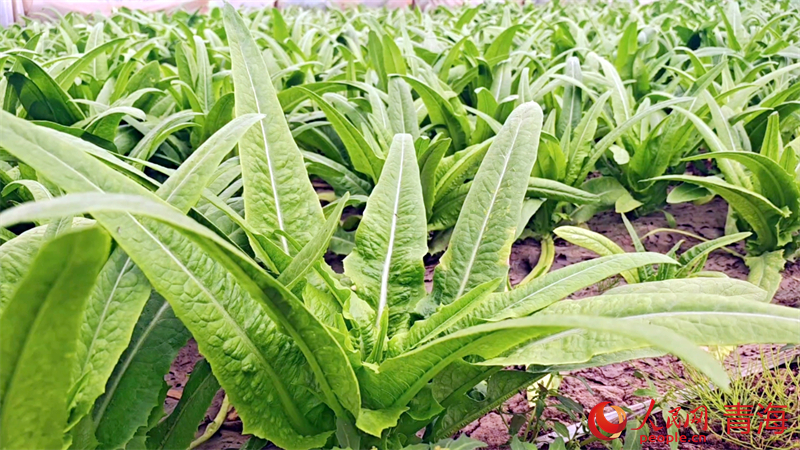 油麥菜迎來豐收。人民網(wǎng) 況玉攝