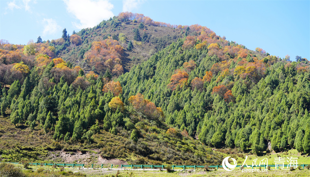 色彩斑斕秋景美。人民網(wǎng)記者 張莉萍攝