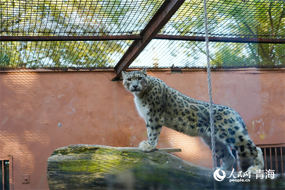 西寧野生動物園明星動物雪豹。人民網記者 張莉萍攝