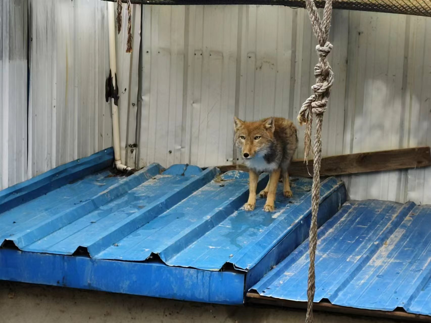 放歸前。青海野生動物救護繁育中心供圖
