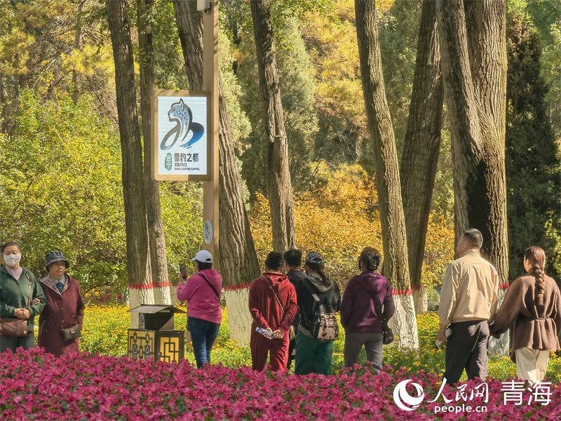 雪豹之都，丁香之城，西寧為什么？