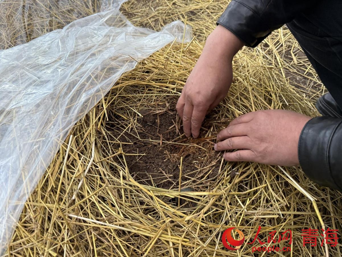 王剛展示準(zhǔn)備過冬的菌包。人民網(wǎng) 況玉攝