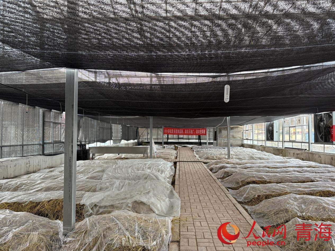 赤松茸種植大棚。人民網(wǎng) 況玉攝