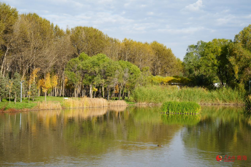 西寧湟水國家濕地公園秋意盎然。人民網(wǎng) 陳明菊攝