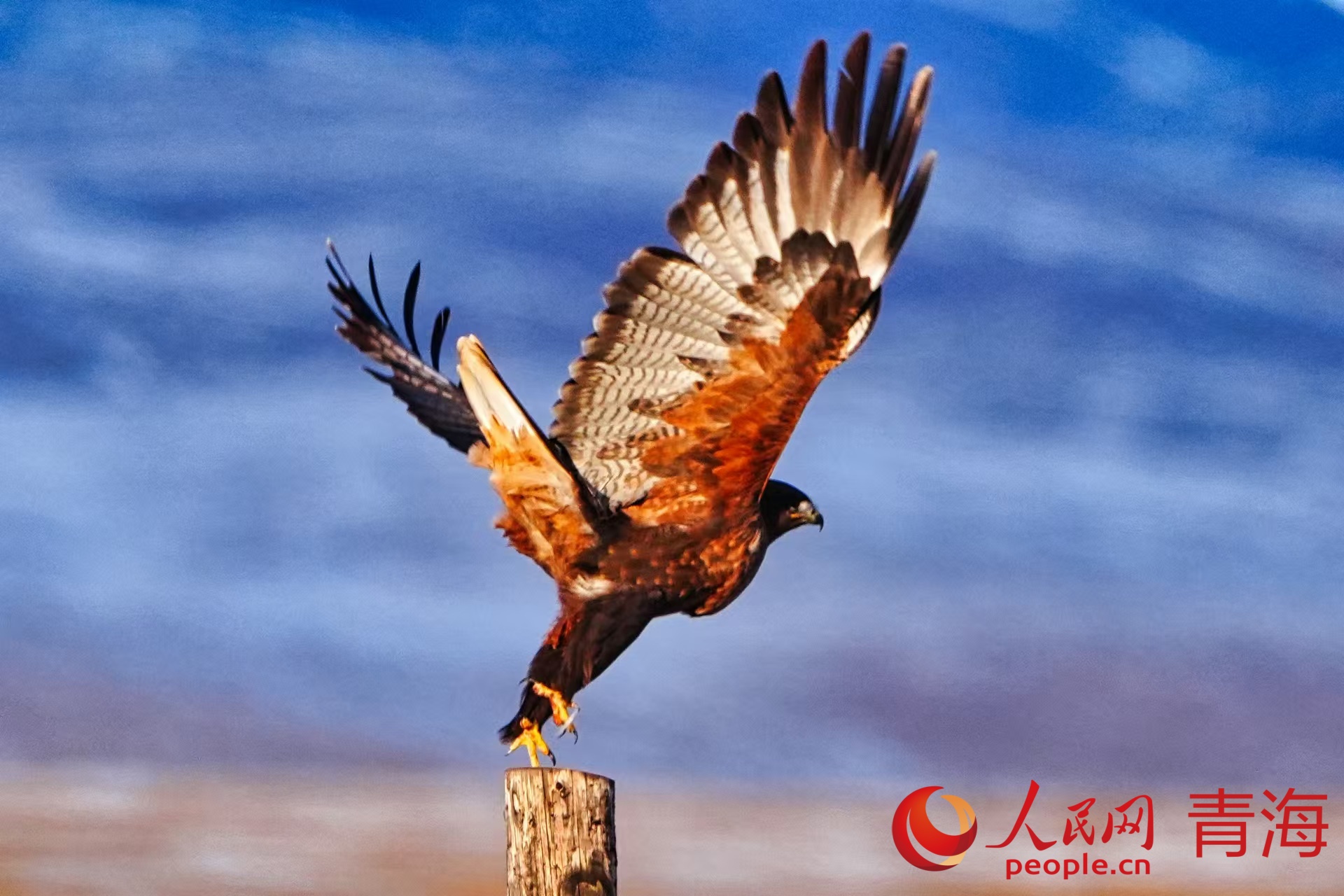 國(guó)家二級(jí)保護(hù)動(dòng)物大鵟。人民日?qǐng)?bào)記者 賀勇攝